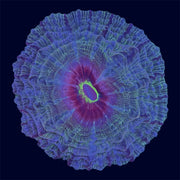 Multicolour Indophyllia Donut - A67