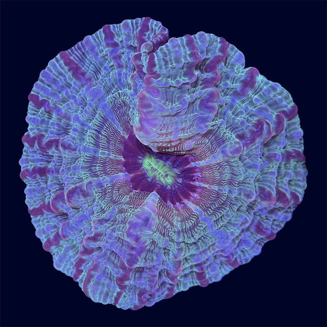 Multicolour Indophyllia Donut - A67