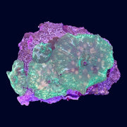 Green Leopard Discosoma - A67