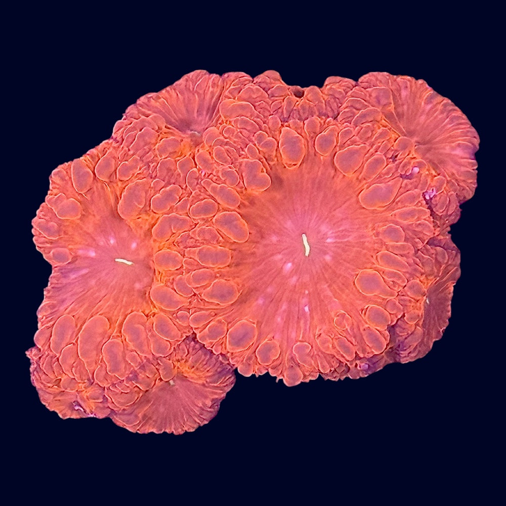 Ultra Blastomussa - A68