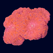 Ultra Blastomussa - A68