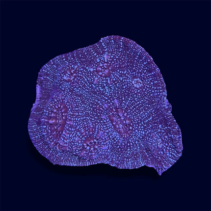 Green/Red Chalice - A68