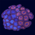 Zoa Combo Frag - A69