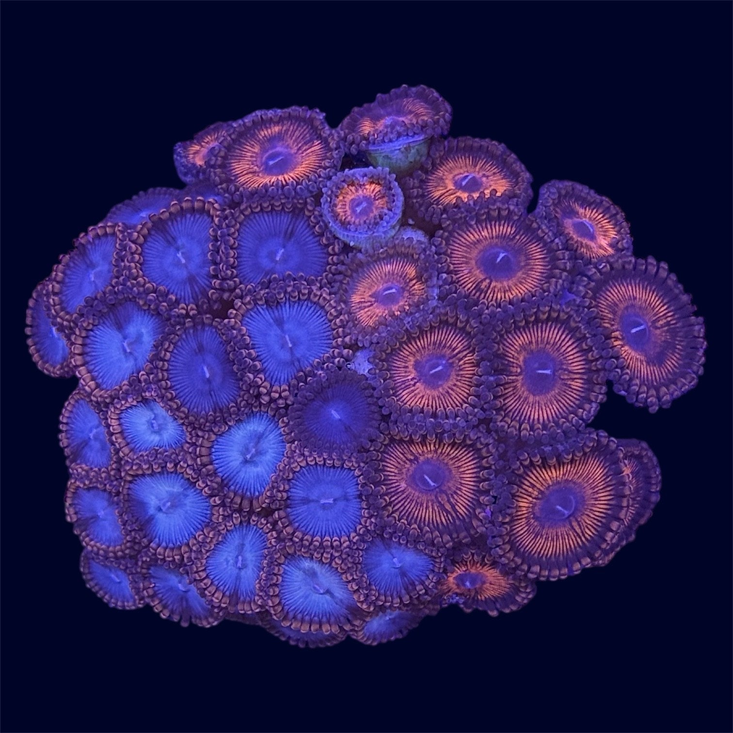 Zoa Combo Frag - A69