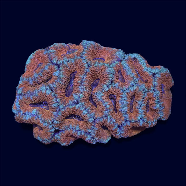 Orange Micromussa Colony - A69