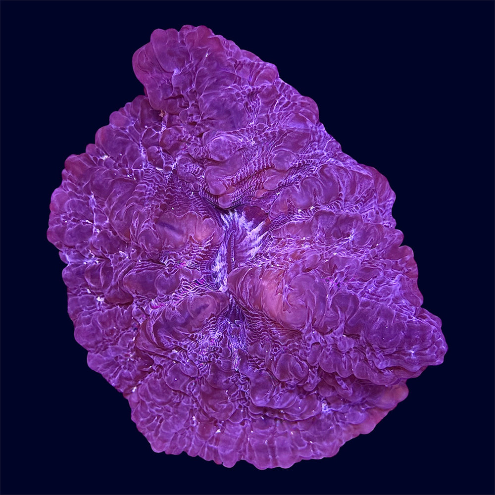 Lavender Cynarina - A69