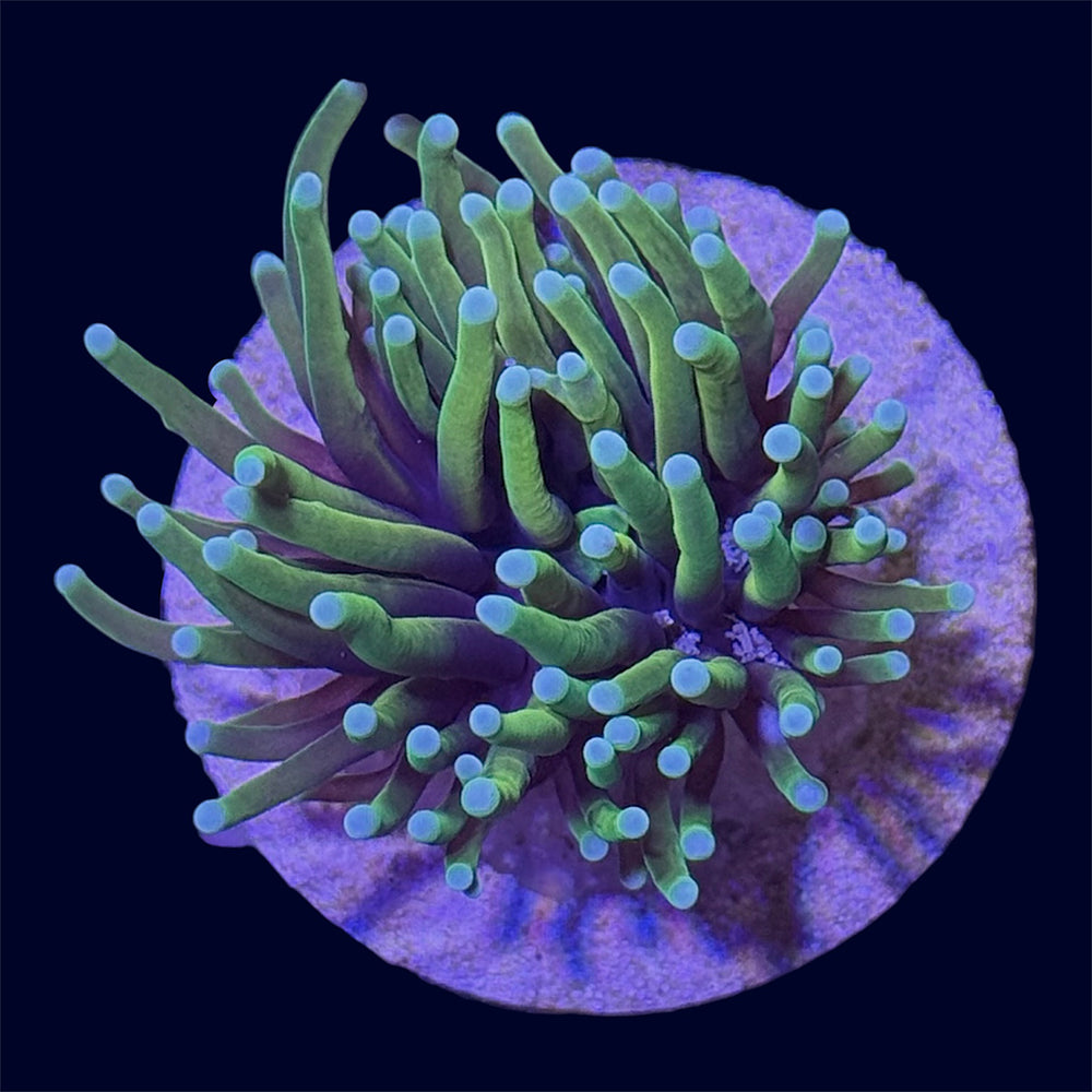 Dragon Soul Torch - A70