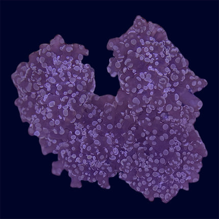 Orange/Pink Frogspawn Rock - A70