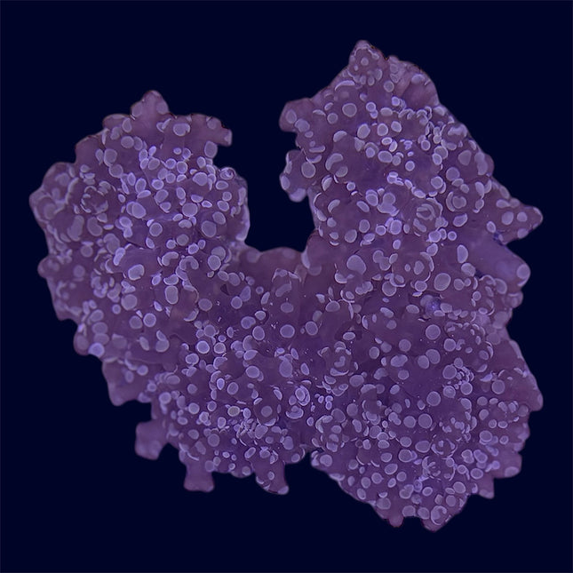 Orange/Pink Frogspawn Rock - A70