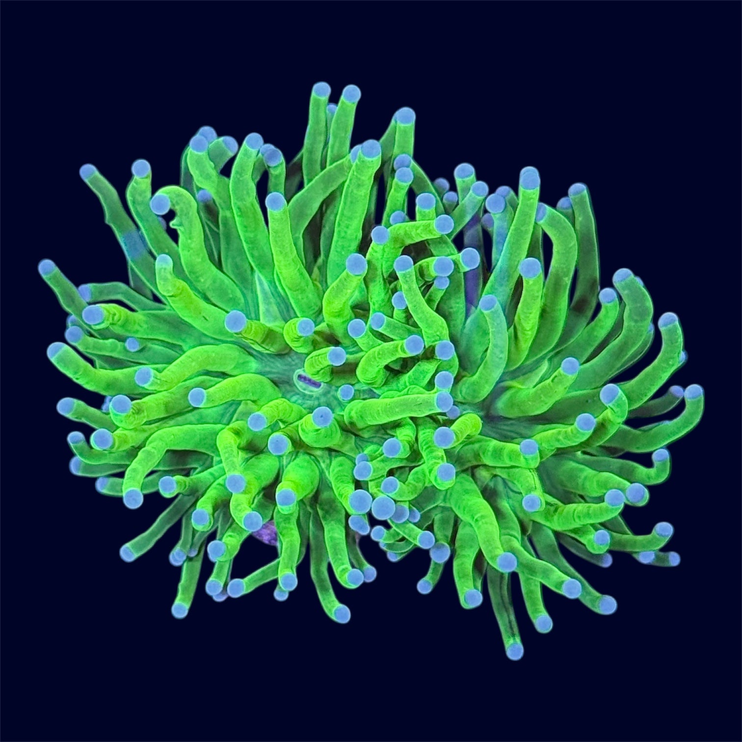 Neon Green Torch - A71