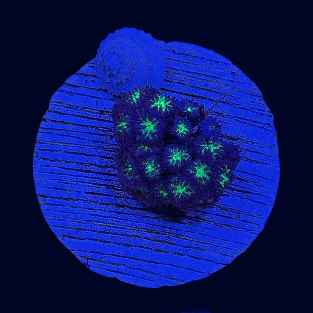 Blastomussa Merleti - A71