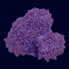 Orange/Pink Frogspawn Rock - A71