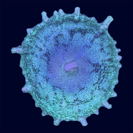 Green Neglectus Mushroom - A71