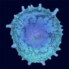 Green Neglectus Mushroom - A71