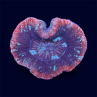 Multicolour Trachy - A72