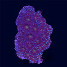 Red Micromussa Amakunensis - A73