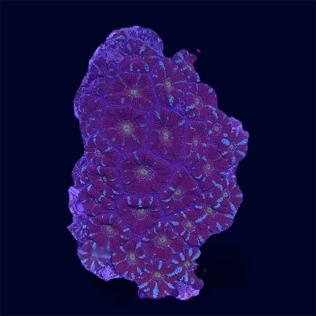 Red Micromussa Amakunensis - A73