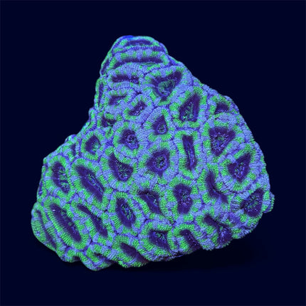 Green Micromussa Colony - A73