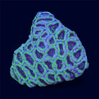 Green Micromussa Colony - A73