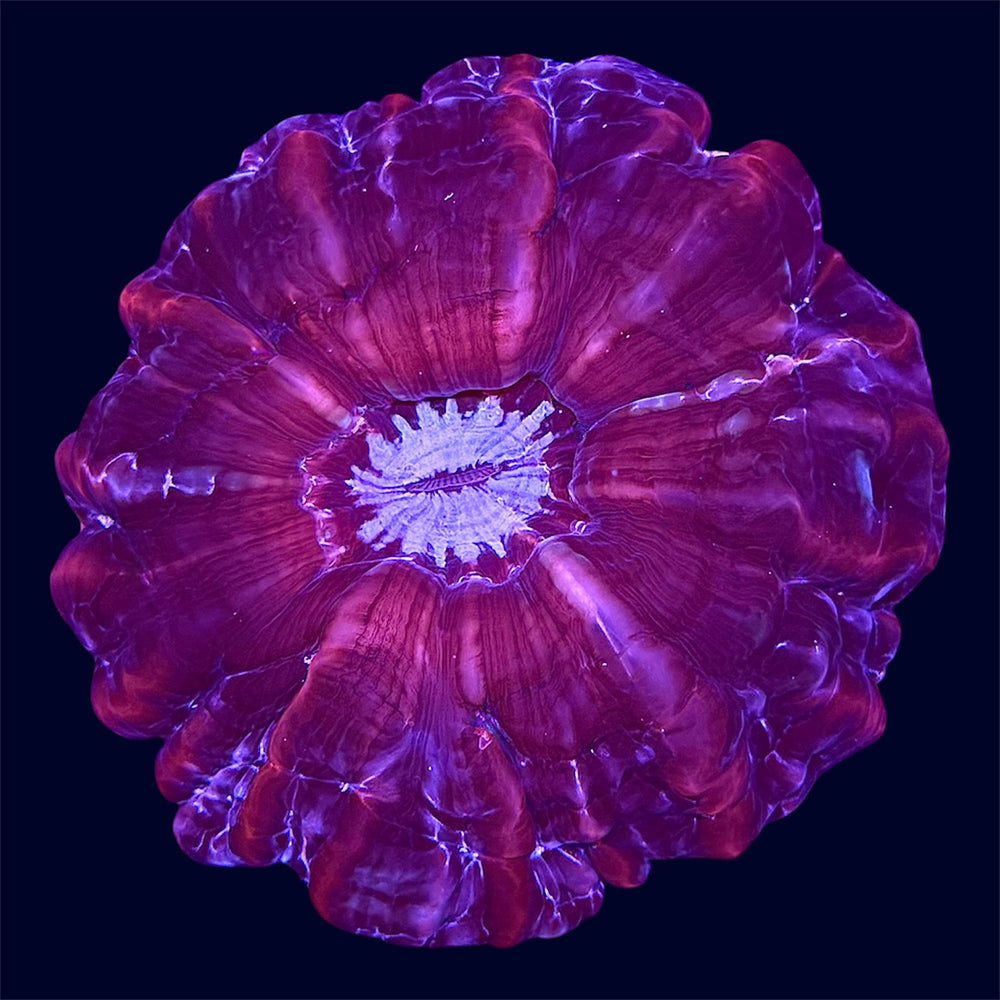 Red Cynarina - A74