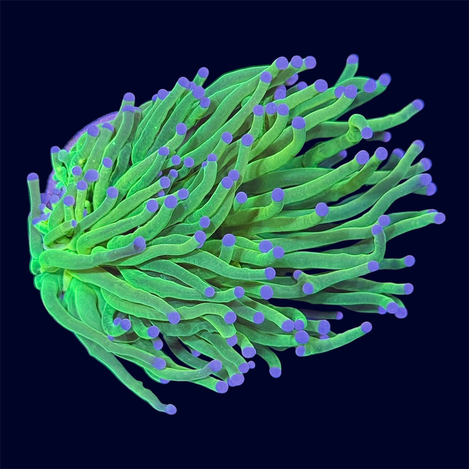 Neon Green Torch - A75