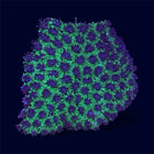 Green Galaxy Coral - A75