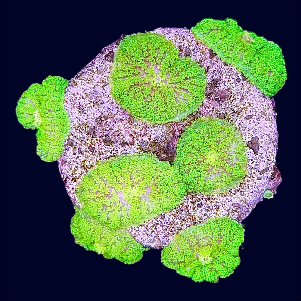 Green Mushroom Frag - A75