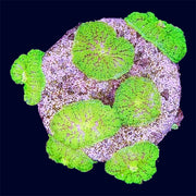 Green Mushroom Frag - A75