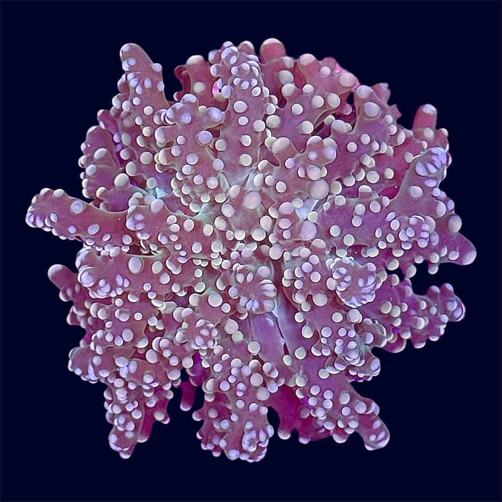 Orange Octospawn Frag - A75