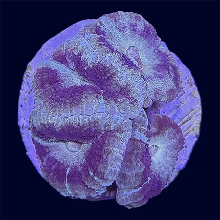 Micromussa Lord Frag - A Grade - B10