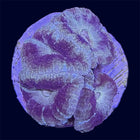 Micromussa Lord Frag - A Grade - B10