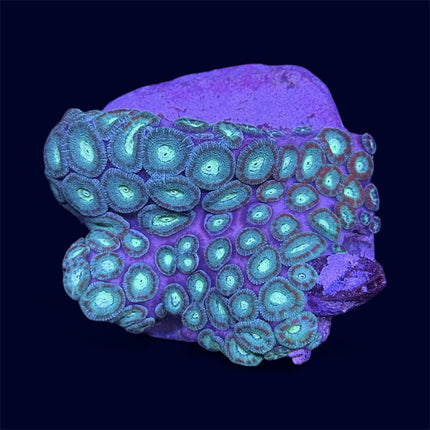 Green Micromussa Amakunensis - B10