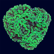 Toxic Splatter Hammer Rock - B10