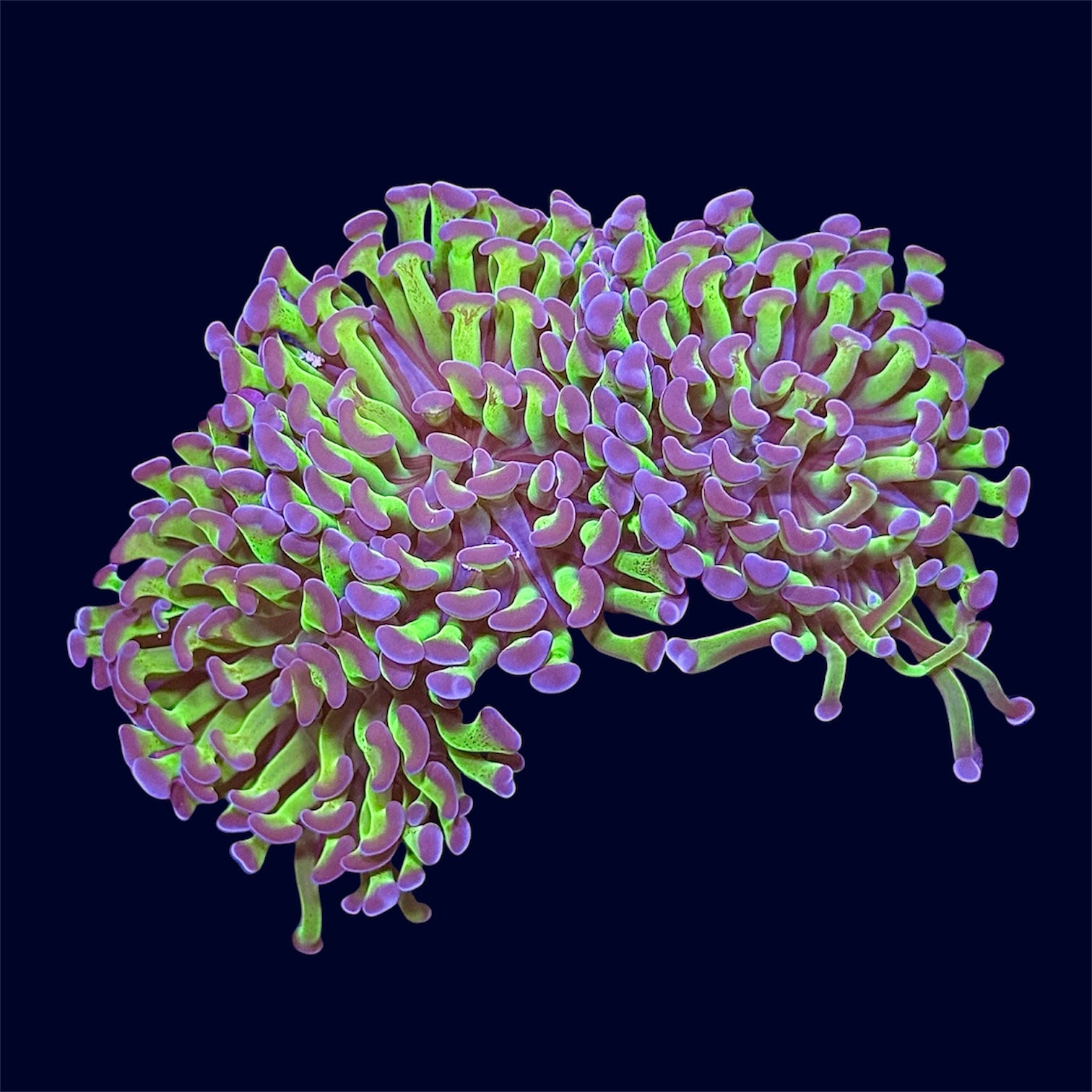 Purple Tip Hammer Frag - B10