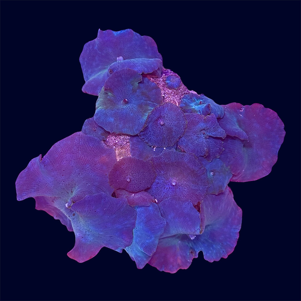 Blue Discosoma Rock - B10