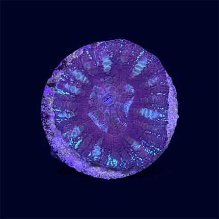 Purple Micromussa Maxima - B11