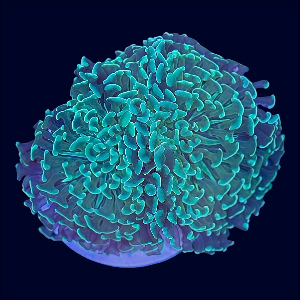 Green Wall Hammer - B11