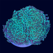 Green Wall Hammer - B11