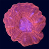 Red Cynarina - B11