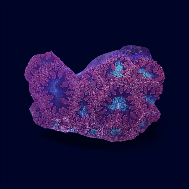 Red/Green Blastomussa - B13