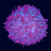 Plate Coral - B13