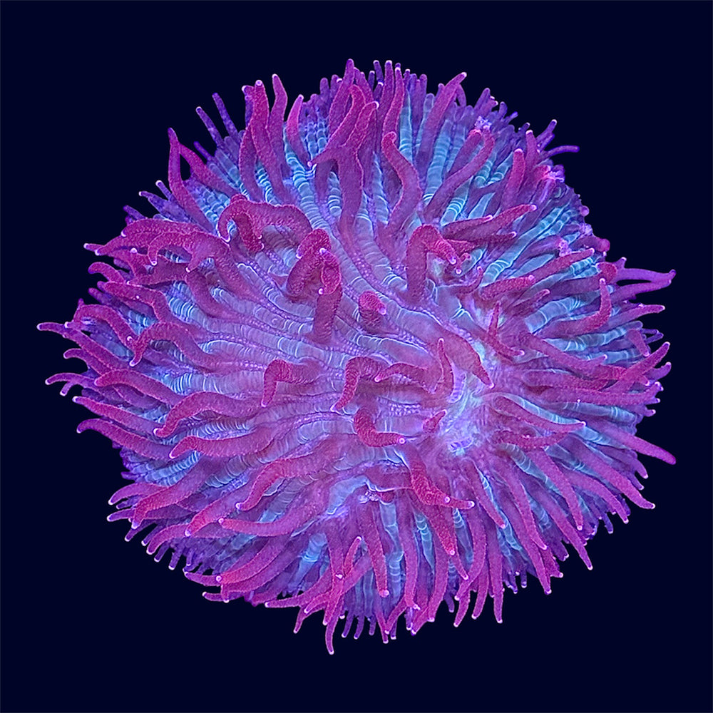 Plate Coral - B13