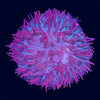 Plate Coral - B13