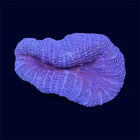 Multicolour Lobo - B14