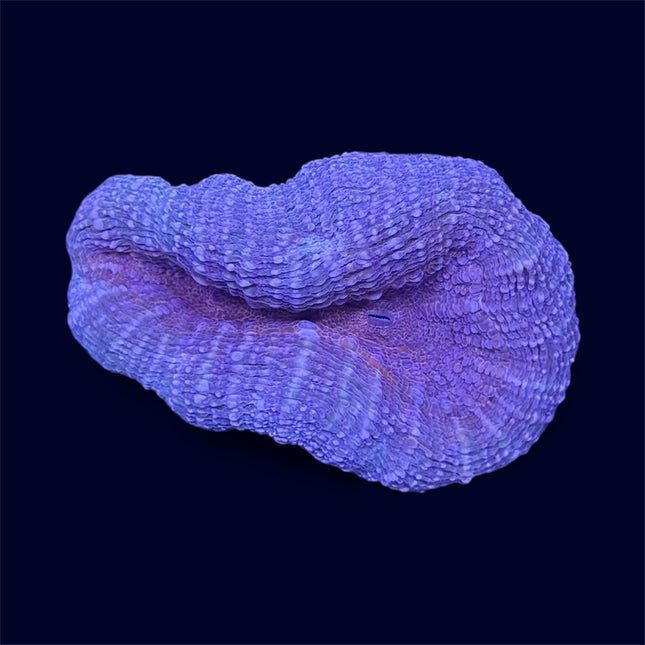 Multicolour Lobo - B14