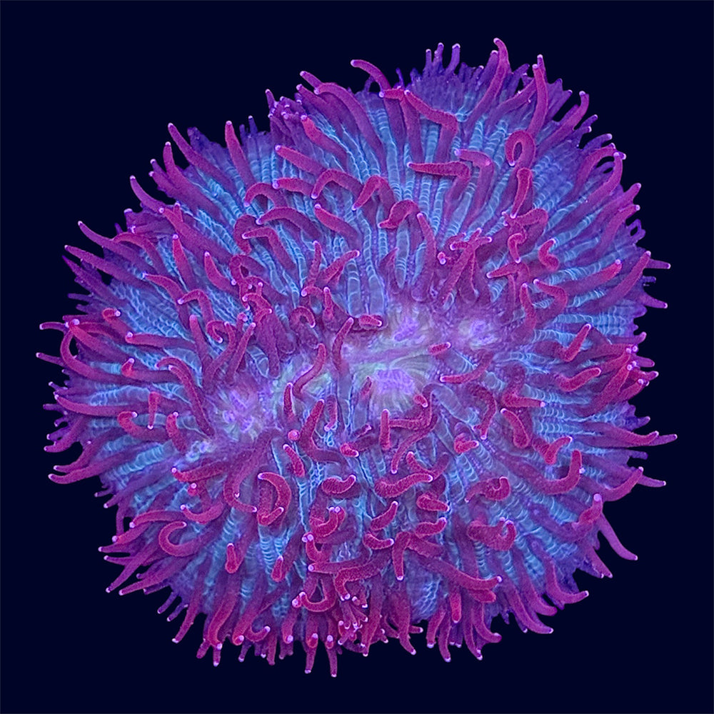 Plate Coral - B14