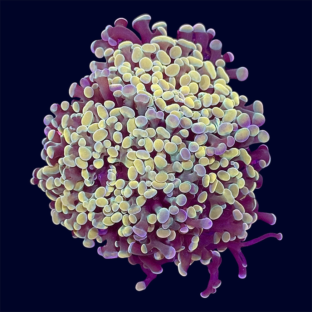 Gold Hammer Frag - B14