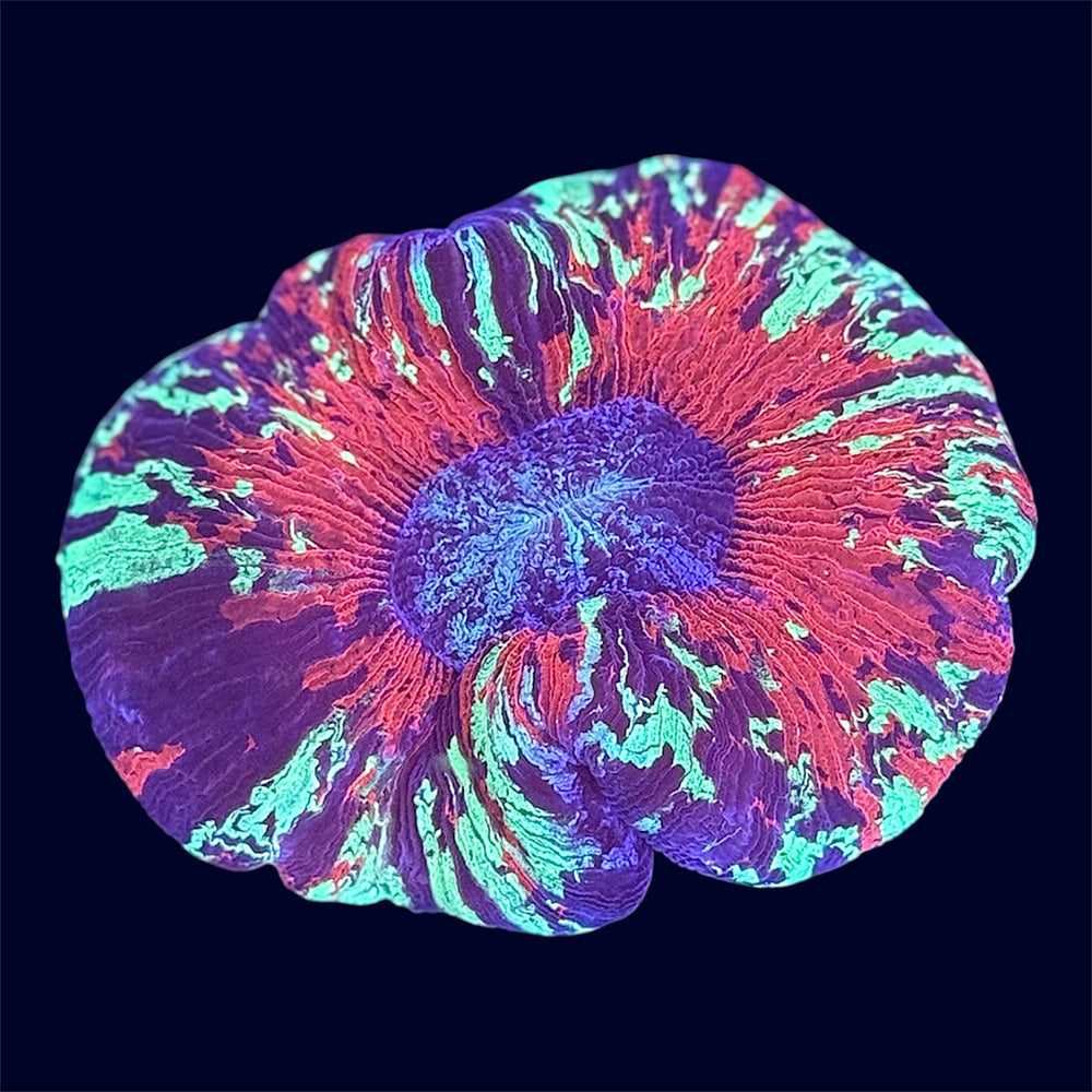 Multicolour Trachy - B15