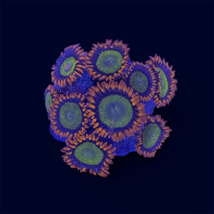 Mandarin Orange Zoa Frag - B15