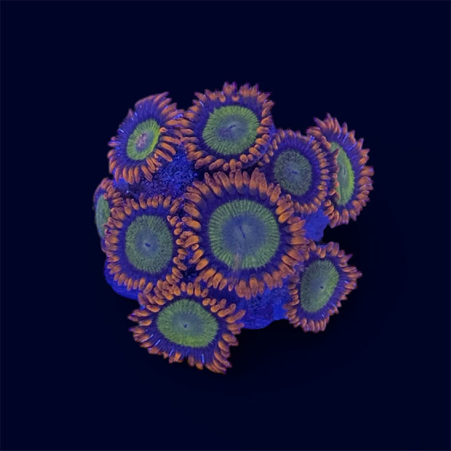 Mandarin Orange Zoa Frag - B15